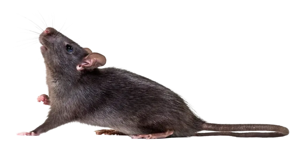 rat noir