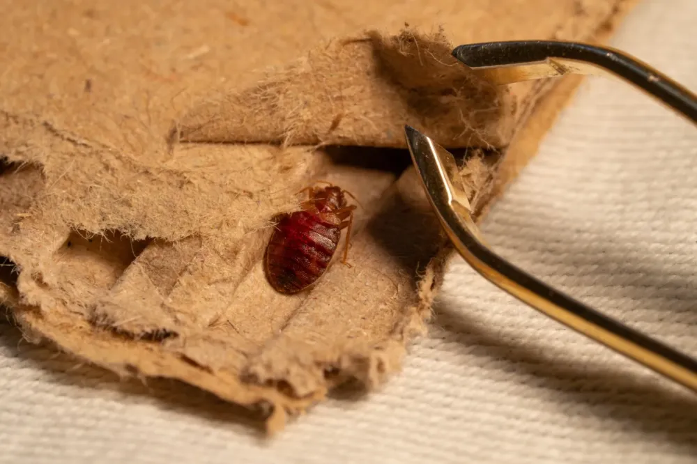 Extermination de cafards près de Lens